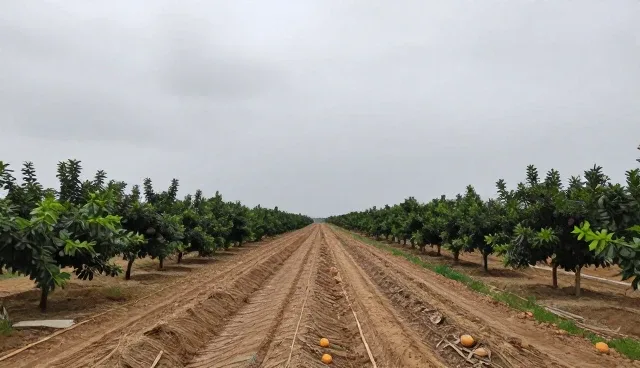 如何通过精准投入实现产量提升的关键流程